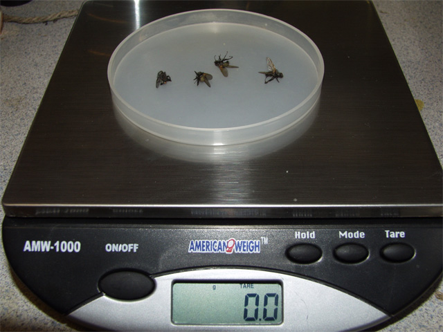Weighing in