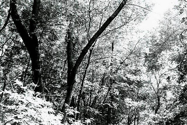 Trees